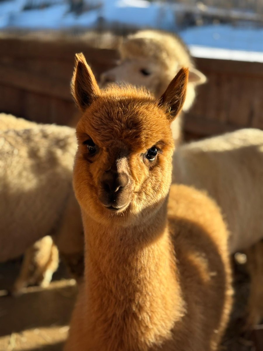 Alpaka auf der Familiaris Alpakafarm